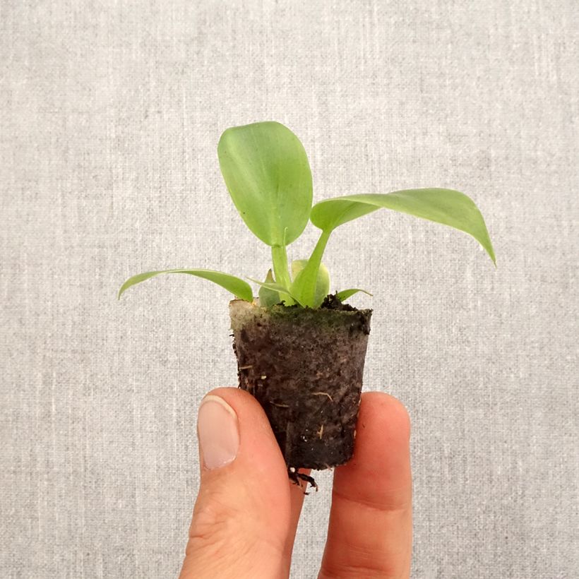 Amostra de Philodendron applanatum Mini-plante tal como entregue na primavera