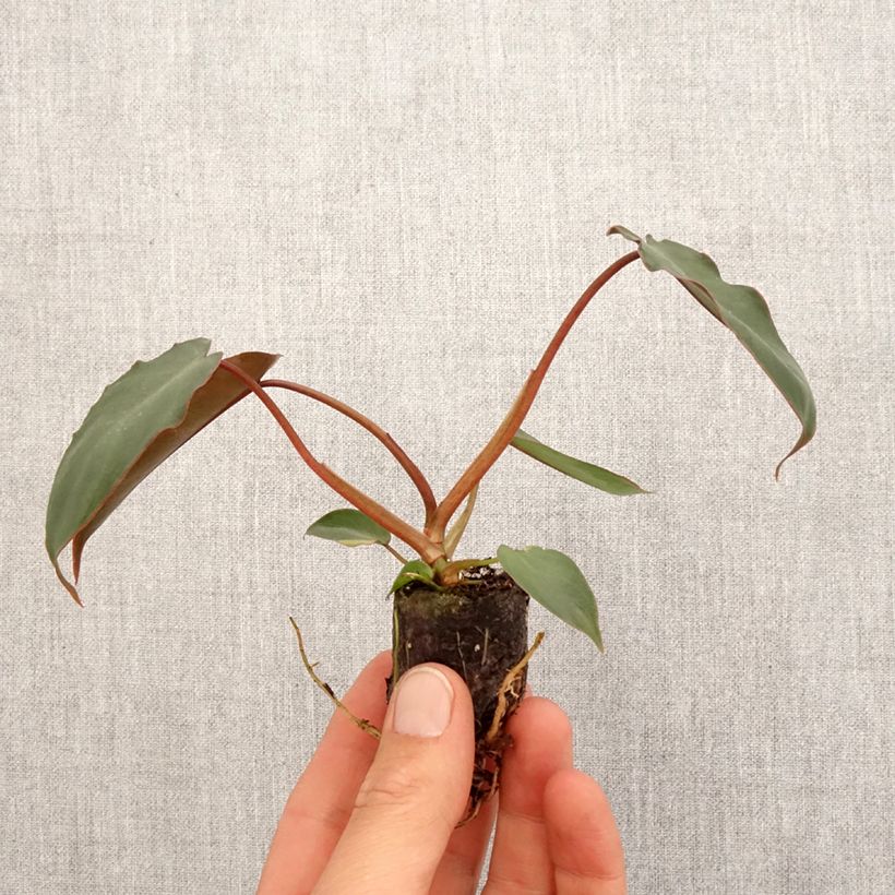 Amostra de Philodendron billietiae x atabapoense Mini-plante tal como entregue na primavera