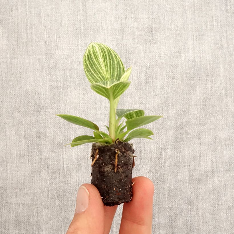 Amostra de Philodendron Birkin Ribbon Mini-plante tal como entregue na primavera