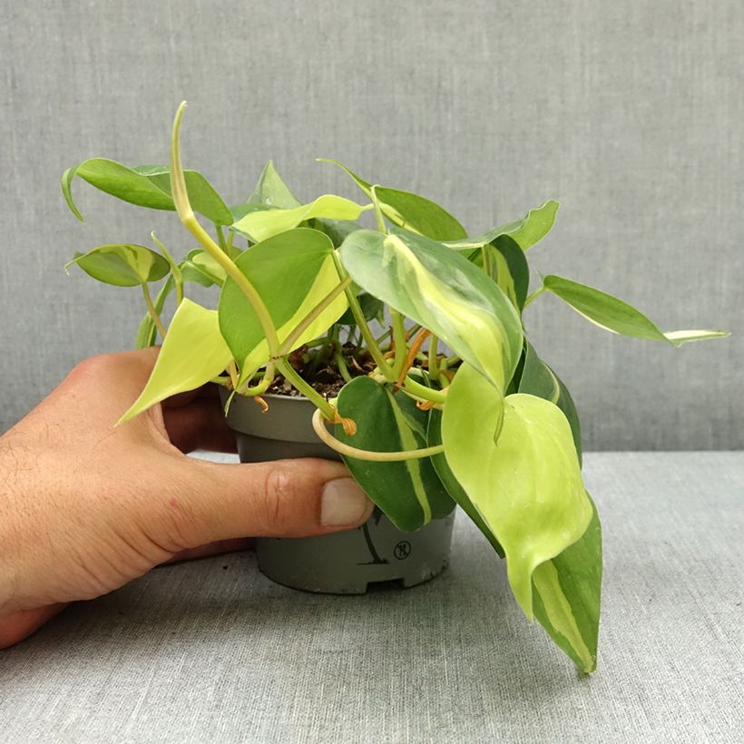 Amostra de Philodendron Brasil Vaso de 10 cm/11 cm tal como entregue na primavera