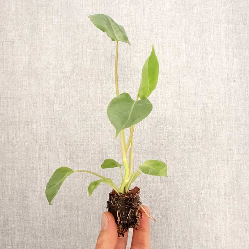 Amostra de Philodendron burle-marxii Mini-plante tal como entregue na primavera