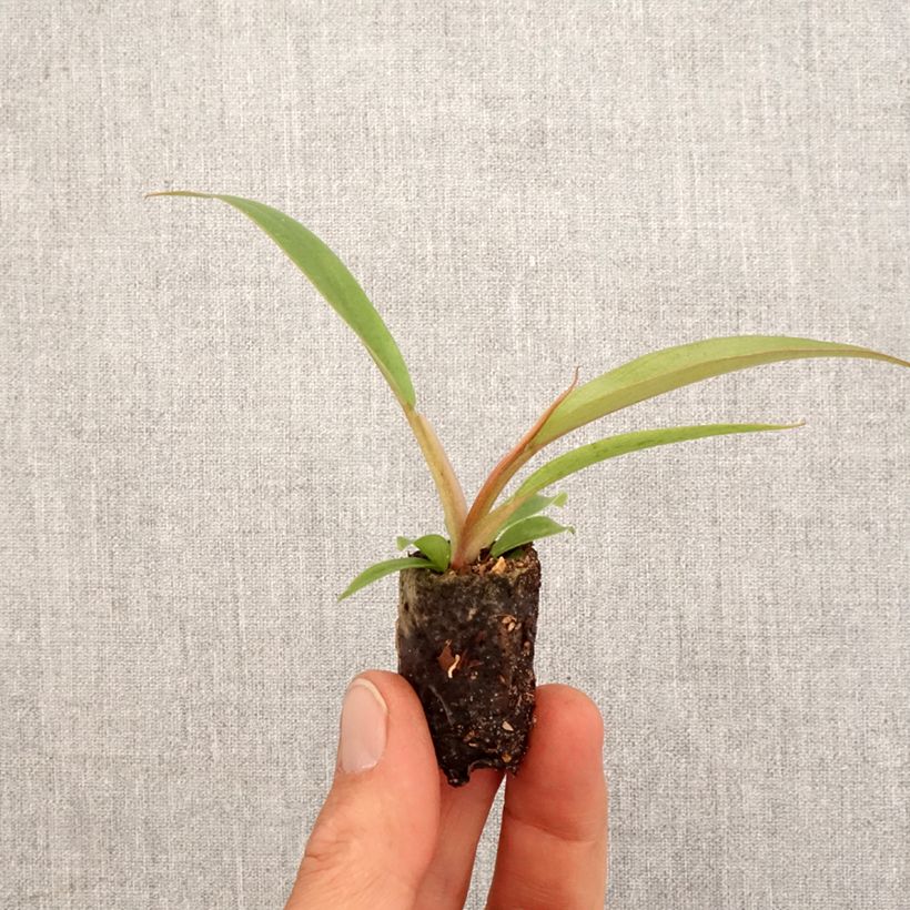 Amostra de Philodendron Caramel Pluto Mini-plante tal como entregue na primavera