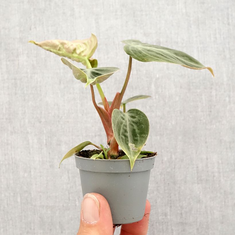 Amostra de Philodendron El Choco Red Miniplanta tal como entregue na primavera
