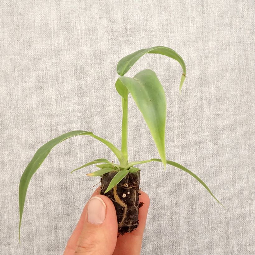 Amostra de Philodendron elegans Mini-plante tal como entregue na primavera