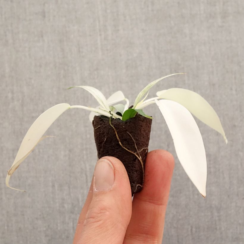Amostra de Philodendron Florida Ghost Mini-plante tal como entregue na primavera