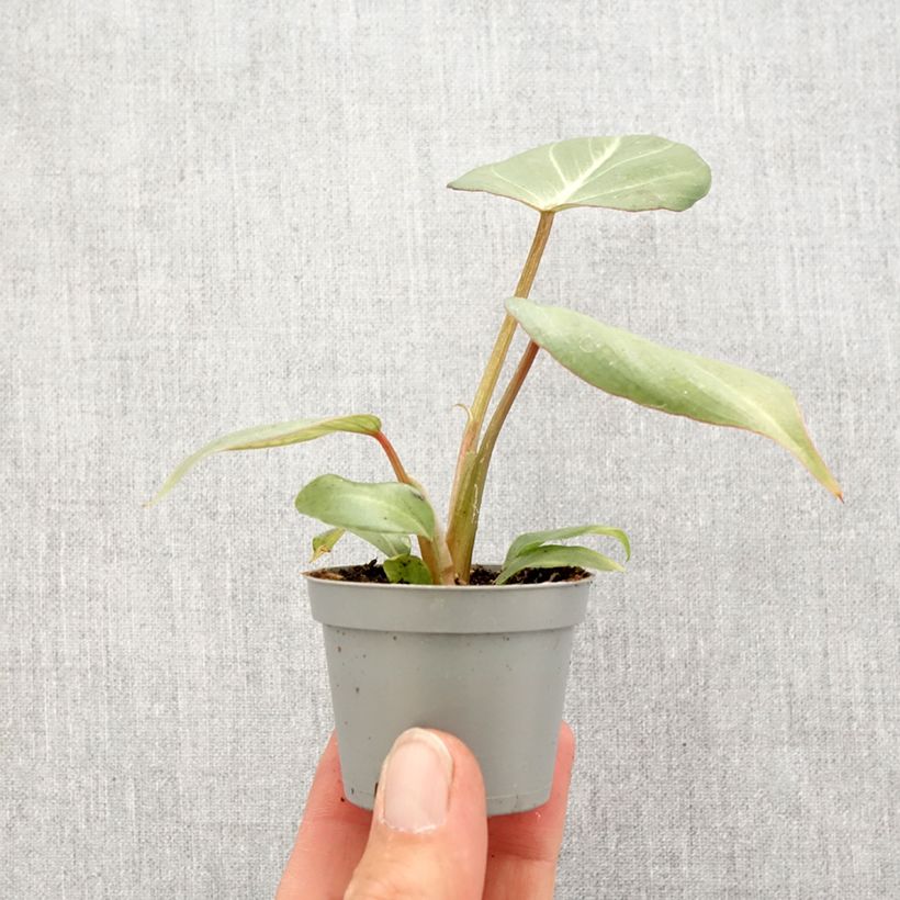 Amostra de Philodendron gloriosum Miniplanta tal como entregue na primavera