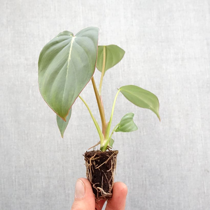 Amostra de Philodendron gloriosum Mini-plante tal como entregue na primavera