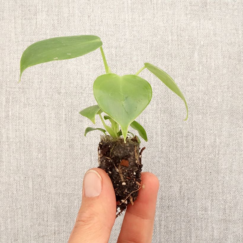 Amostra de Philodendron grazielae Mini-plante tal como entregue na primavera
