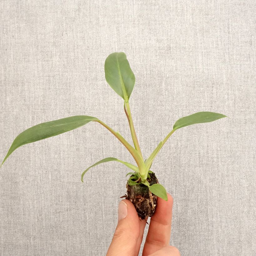 Amostra de Philodendron holtonianum Trilobe Mini-plante tal como entregue na primavera