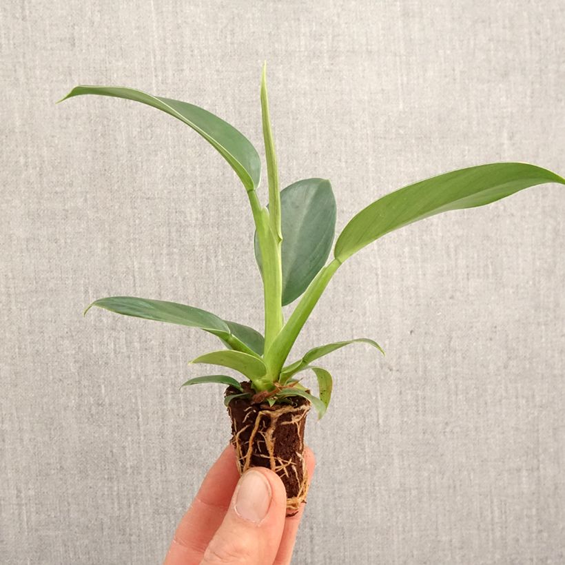 Amostra de Philodendron Imperial Green Mini-plante tal como entregue na primavera