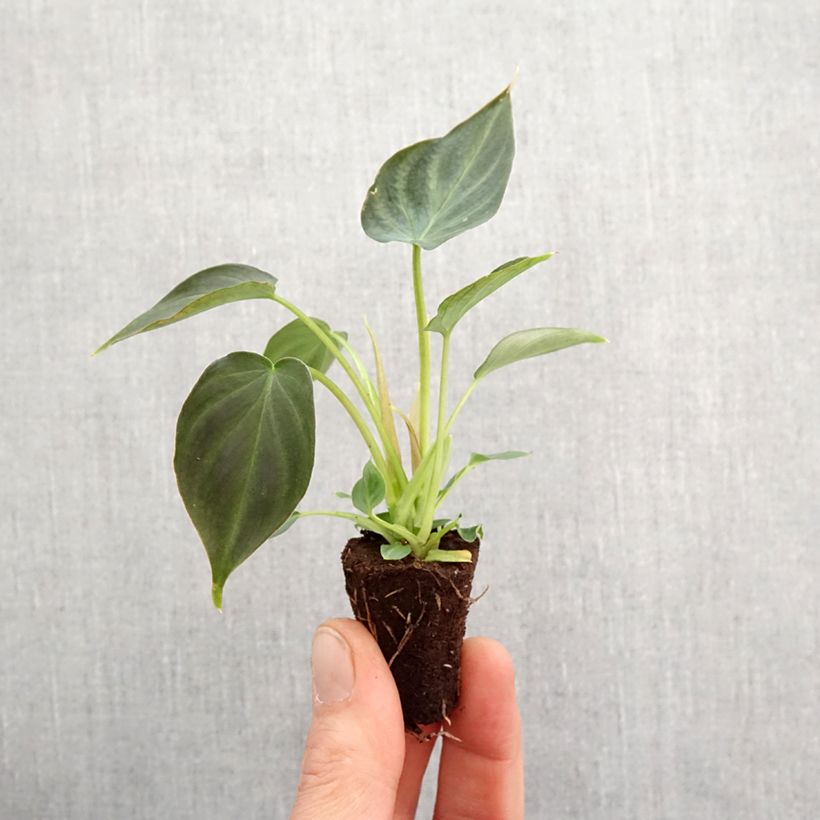 Amostra de Philodendron Incensi Mini-plante tal como entregue na primavera