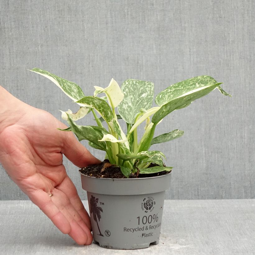 Amostra de Philodendron Jose Buono Vaso de 12 cm/13 cm tal como entregue na primavera