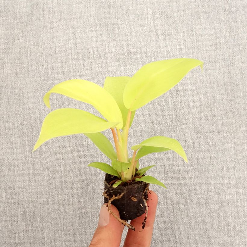 Amostra de Philodendron Malay Gold Mini-plante tal como entregue na primavera