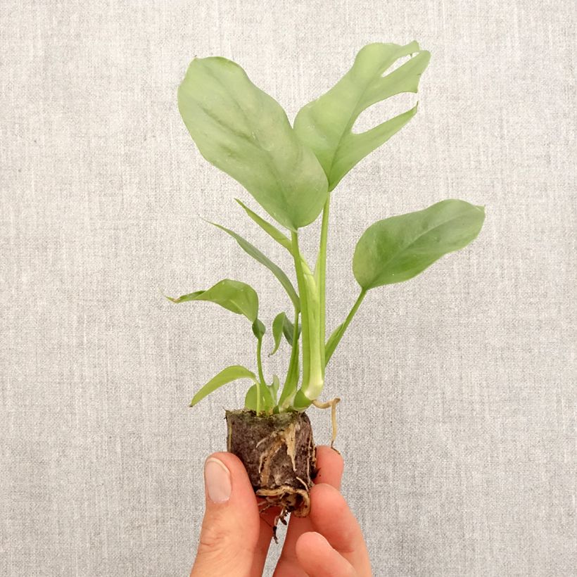 Amostra de Rhaphidophora tetrasperma - mini-Monstera Mini-plante tal como entregue na primavera
