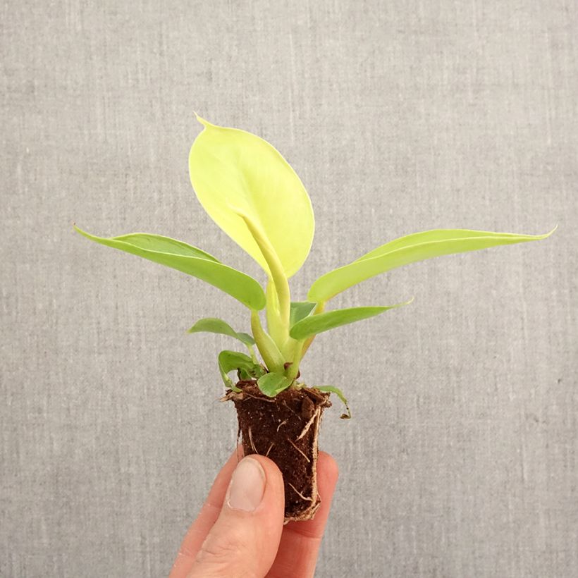 Amostra de Philodendron Moonlight Mini-plante tal como entregue na primavera