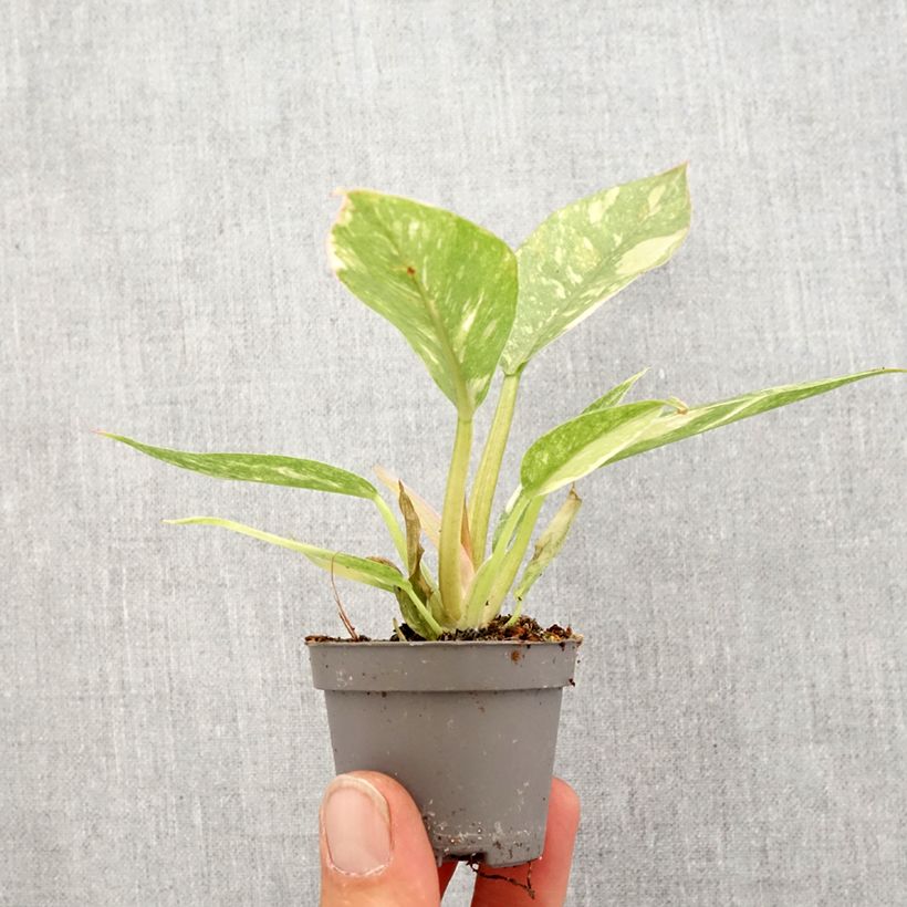 Amostra de Filodendro Narrow Ring of Fire Mini-plante tal como entregue na primavera