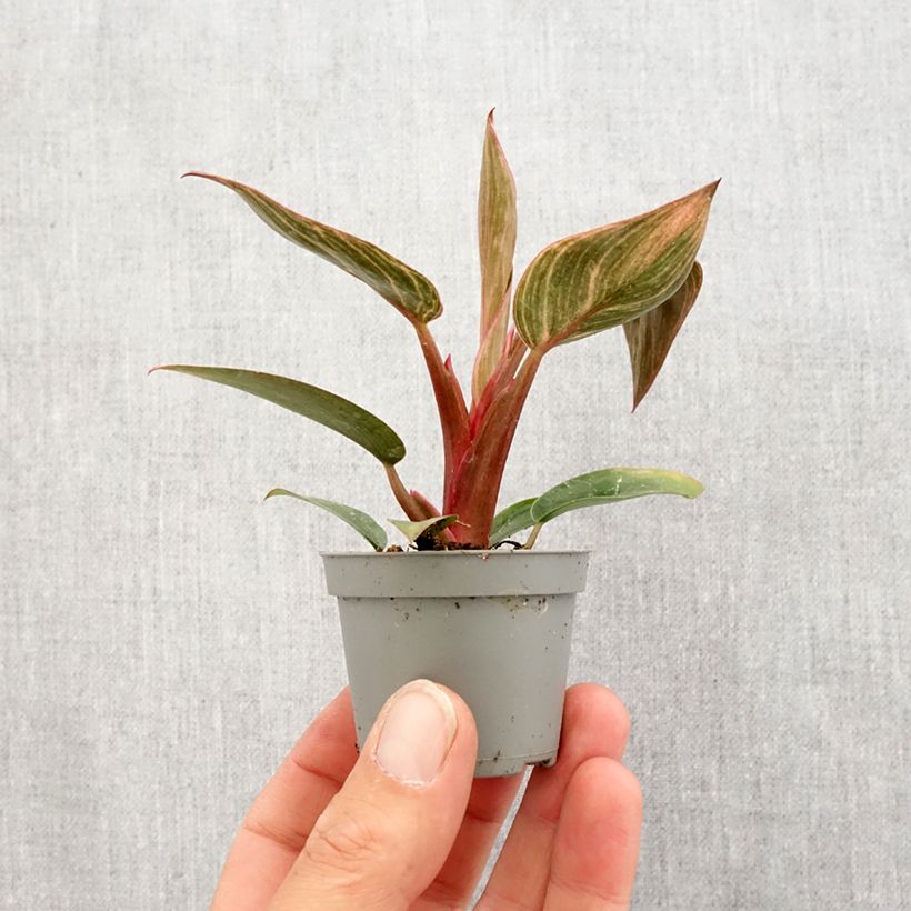 Amostra de Filodendro Pink Bikini Mini-plante tal como entregue na primavera