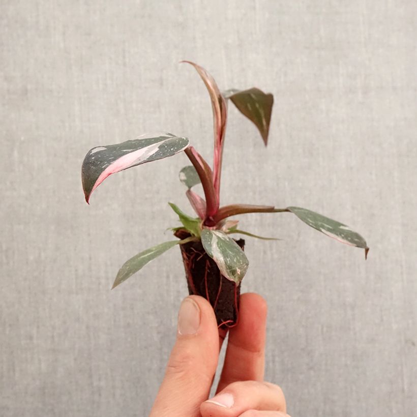 Amostra de Filodendro Pink Princess Mini-plante tal como entregue na primavera