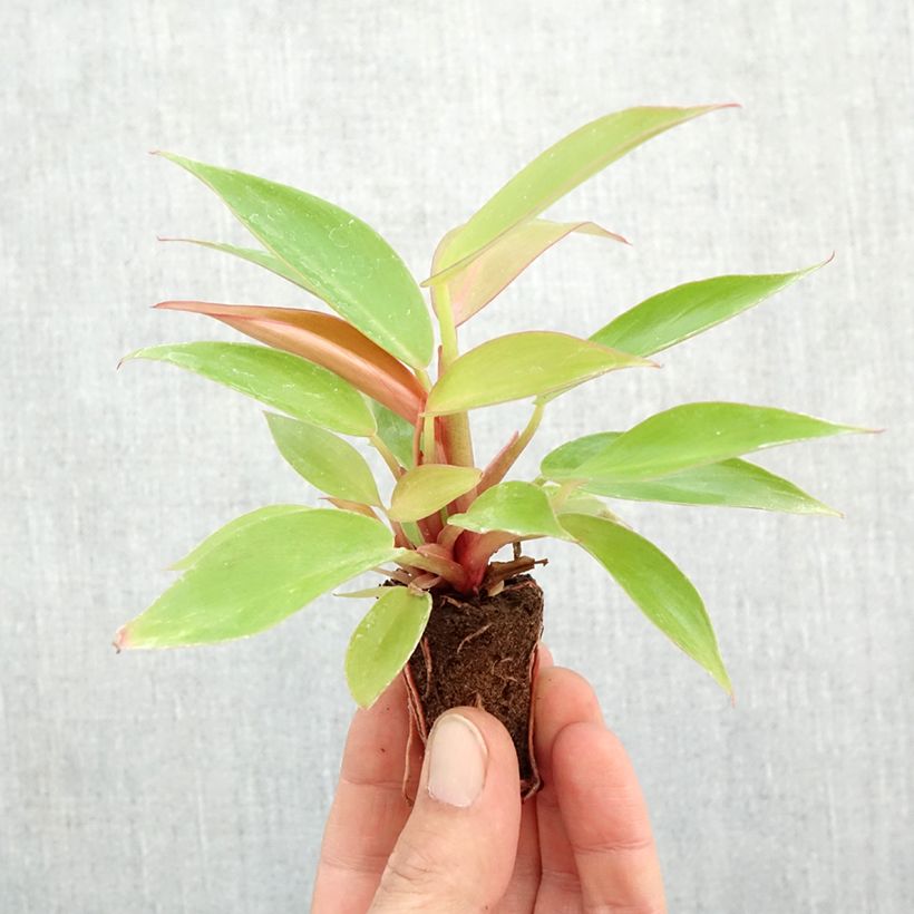 Amostra de Philodendron Prince of Orange Mini-plante tal como entregue no outono