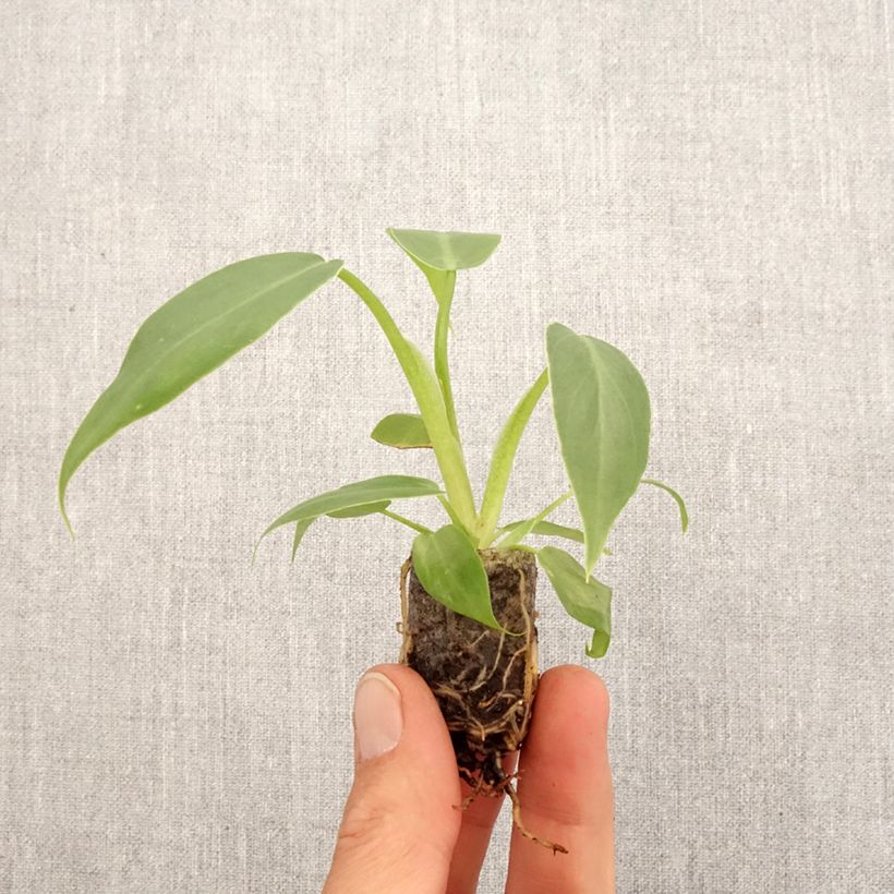Amostra de Philodendron radiatum Mini-plante tal como entregue na primavera
