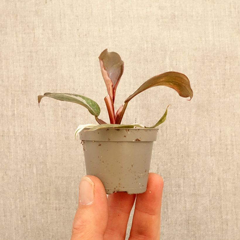 Amostra de Philodendron Red Anderson Mini-plante tal como entregue na primavera