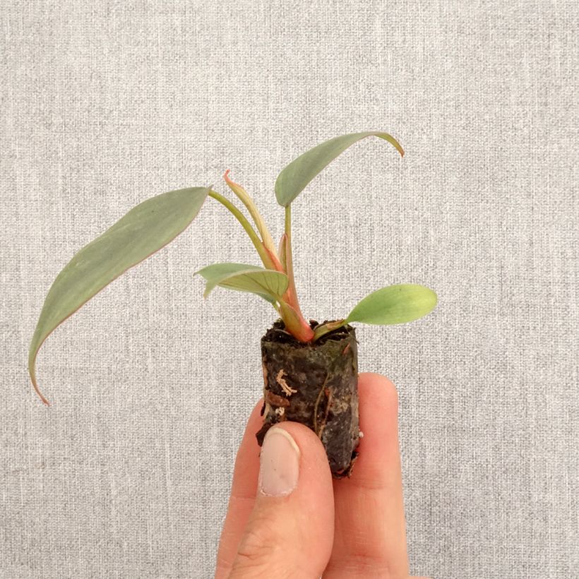 Amostra de Philodendron Red Heart Mini-plante tal como entregue na primavera