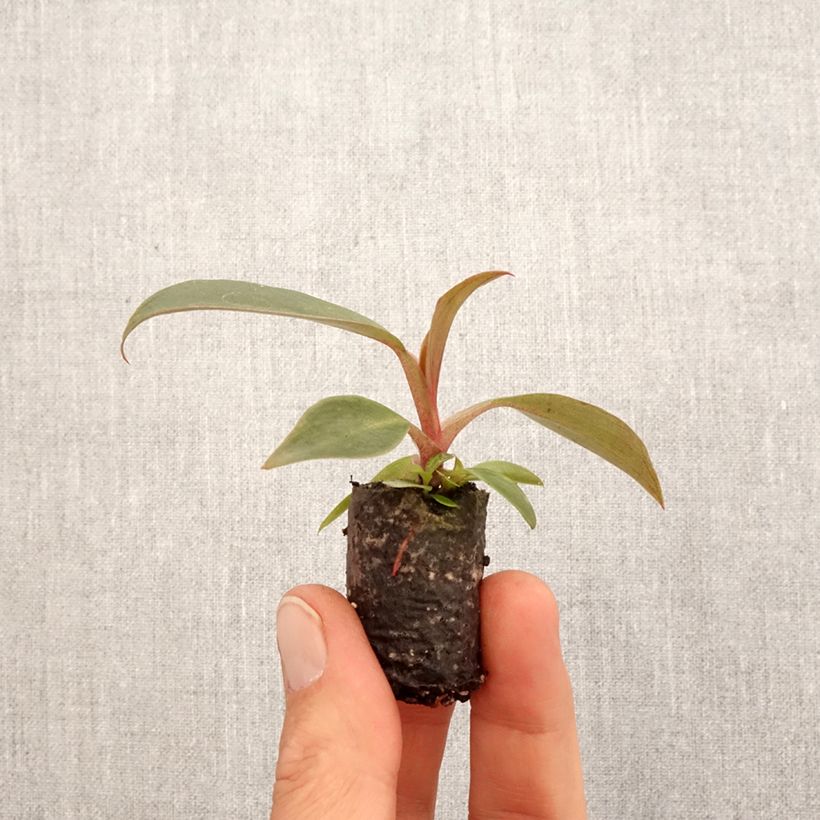 Amostra de Philodendron Royal Queen Mini-plante tal como entregue na primavera