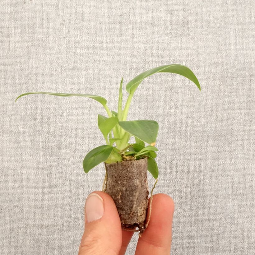 Amostra de Philodendron rugosum Aberrant Mini-plante tal como entregue na primavera
