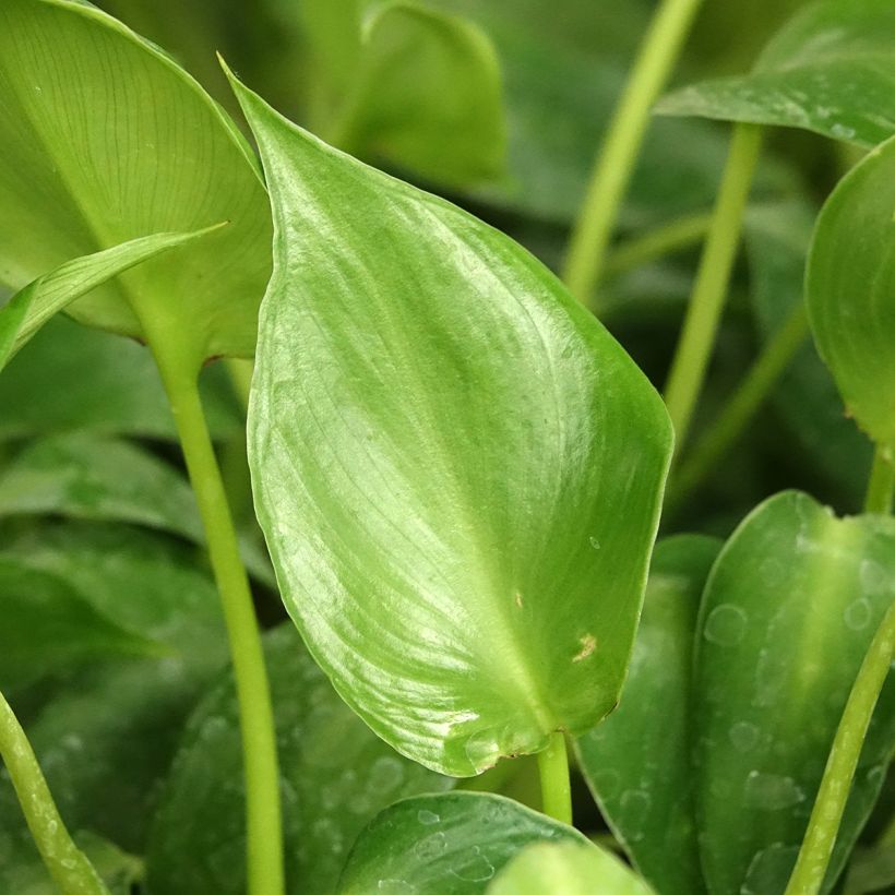 Filodendro rugosum Aberrant (Folhagem)