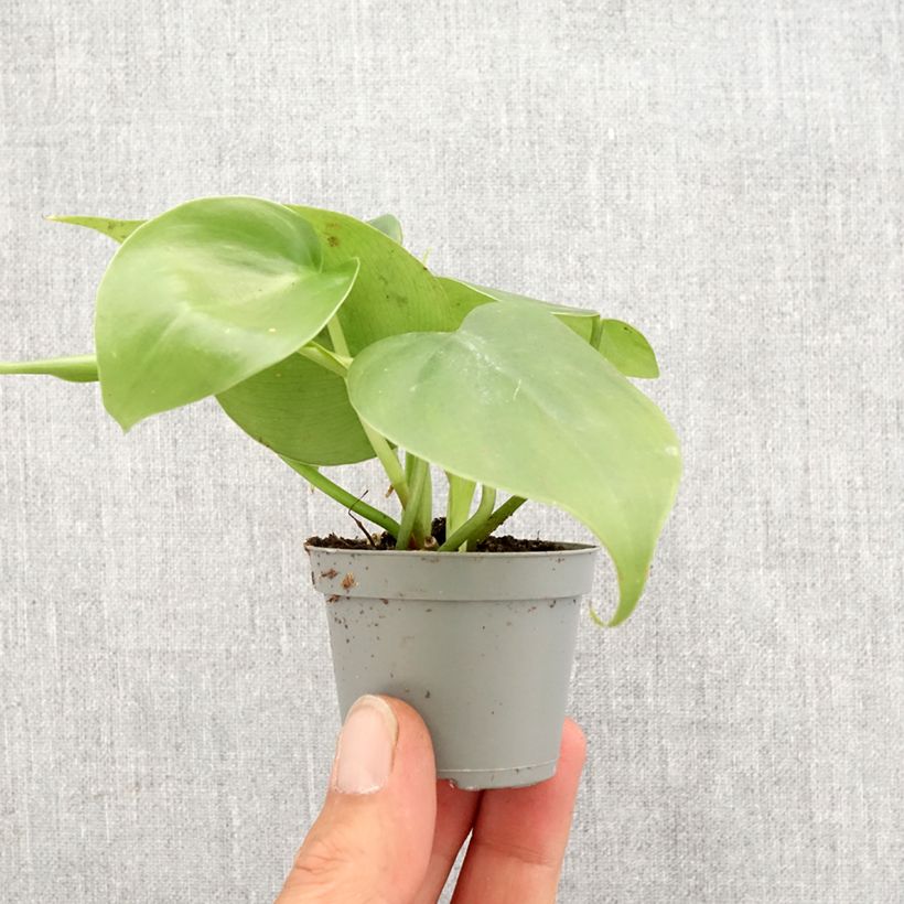Amostra de Philodendron scandens Mini-plante tal como entregue na primavera