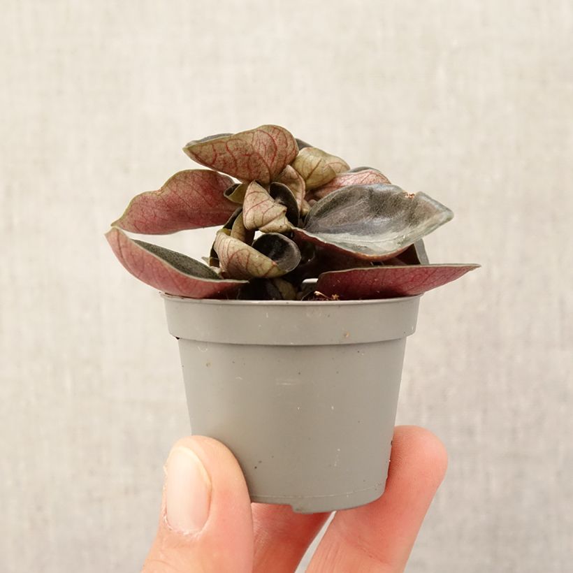 Amostra de Filodendro sp. Colombia Mini-plante tal como entregue na primavera