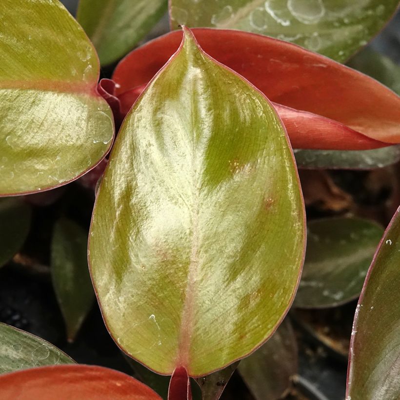 Filodendro Sun Red (Folhagem)