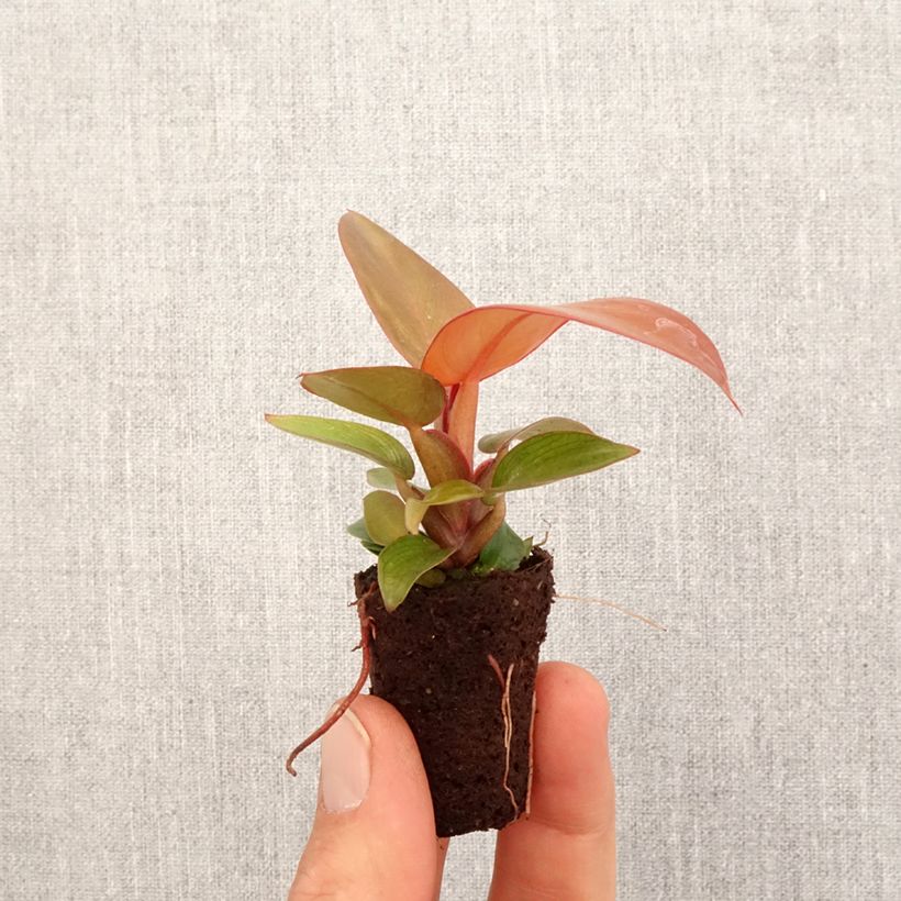 Amostra de Philodendron Sunlight Mini-plante tal como entregue na primavera