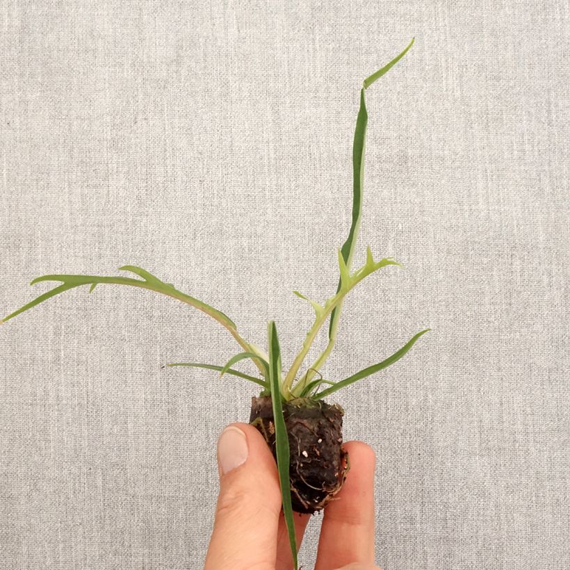 Amostra de Philodendron tortum Mini-plante tal como entregue na primavera