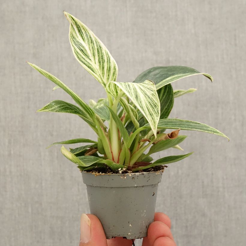 Amostra de Filodendro White Measure Mini-plante tal como entregue no outono