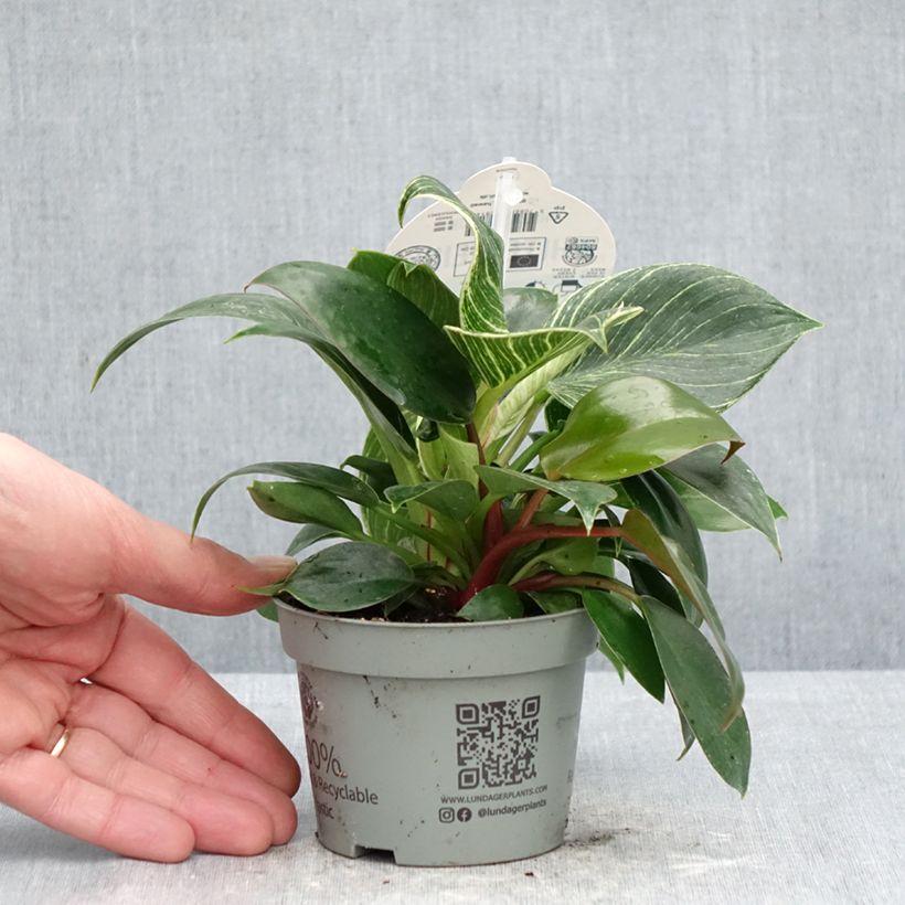 Amostra de Filodendro White Measure Vaso de 10 cm/11 cm tal como entregue na primavera