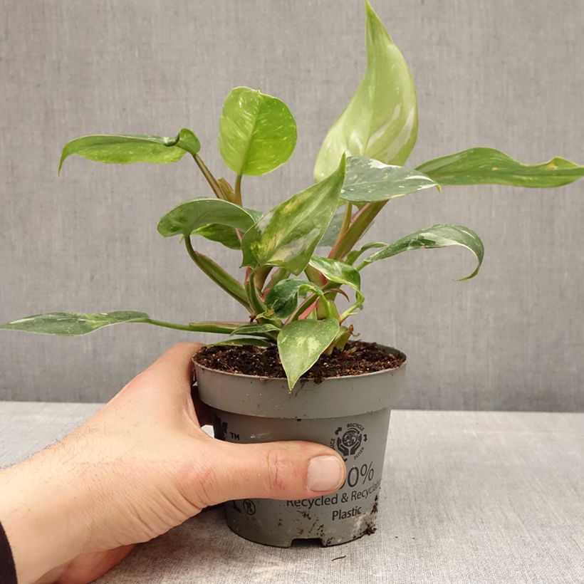 Amostra de Philodendron White Princess Pot de 12 cm / 13 cm tal como entregue na primavera