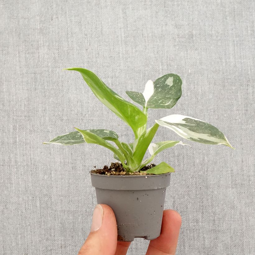 Amostra de Filodendro White Wizard Mini-plante tal como entregue na primavera