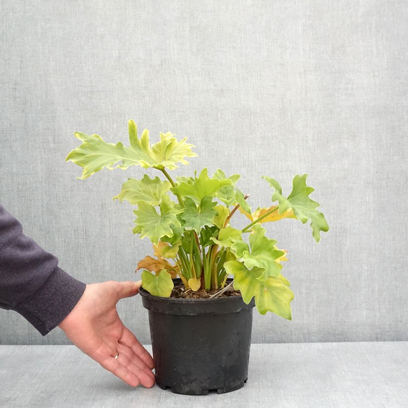 Amostra de Filodendro Xanadu Hope Vaso de 2 L/3 L tal como entregue na primavera