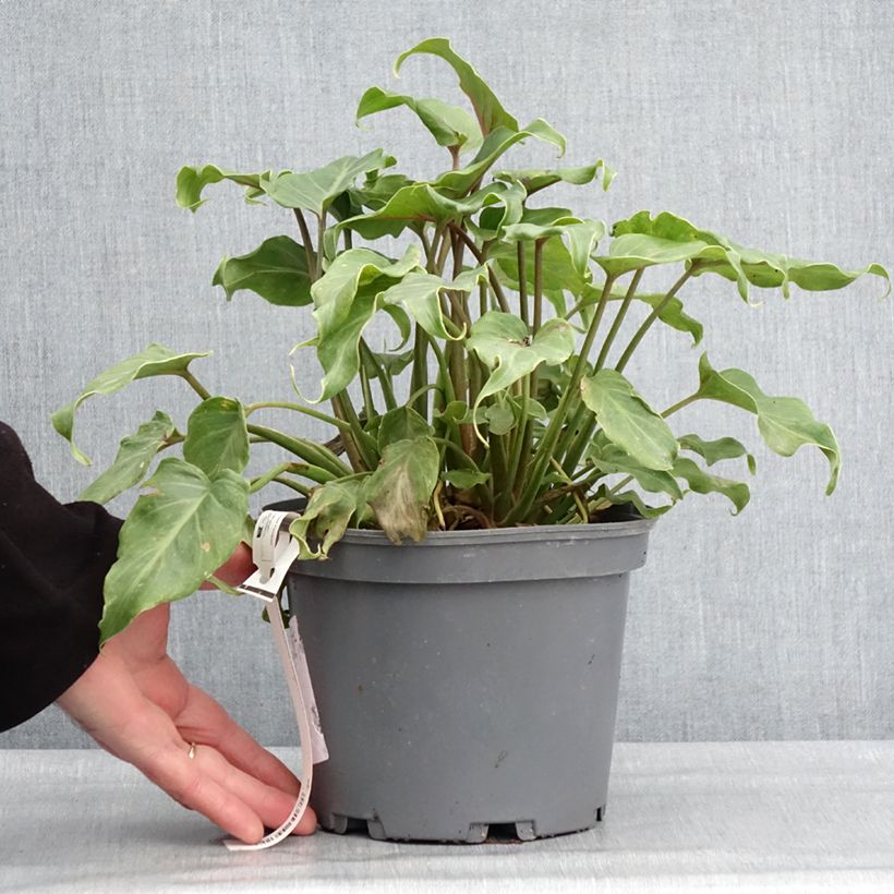 Amostra de Filodendro xanadu Vaso de 3 L/4 L tal como entregue no inverno