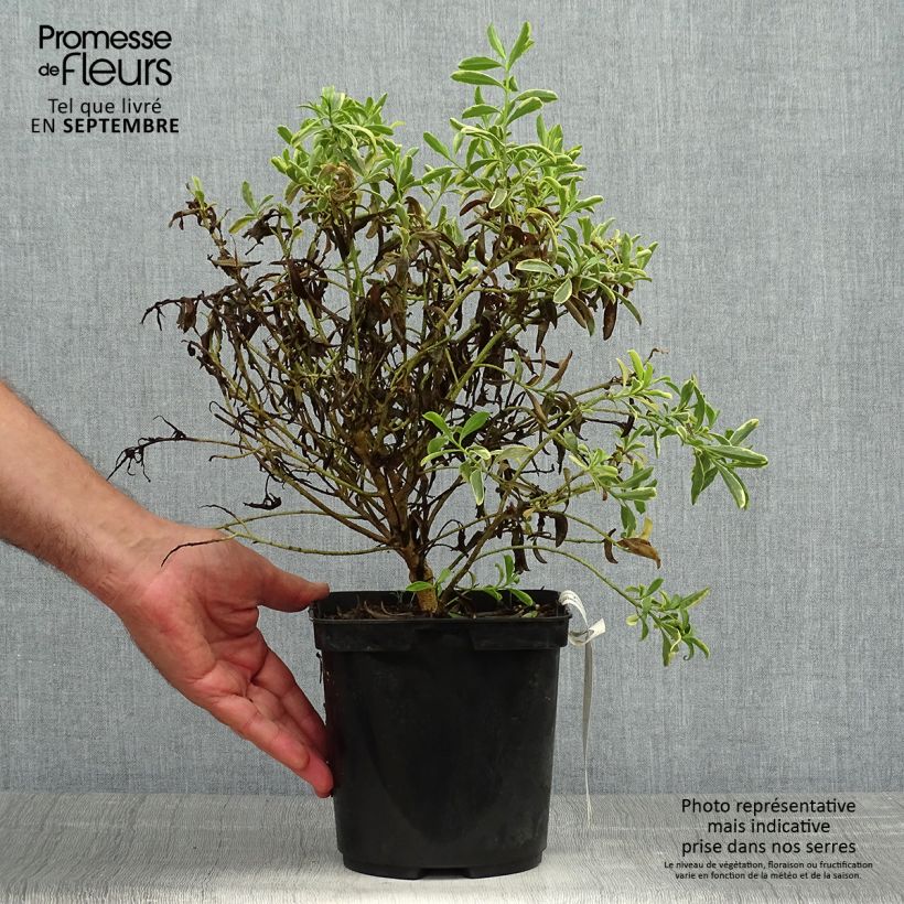 Amostra de Eriostemon myoporoides Gold Touch Vaso de 3 L/4 L tal como entregue no outono