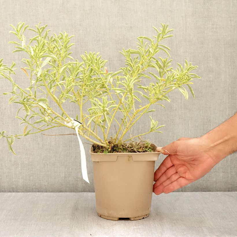 Amostra de Eriostemon myoporoides Gold Touch Vaso de 3 L/4 L tal como entregue no verão