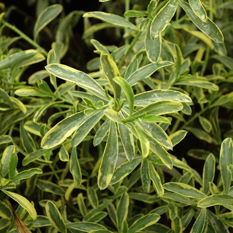Eriostemon myoporoides Gold Touch (Folhagem)
