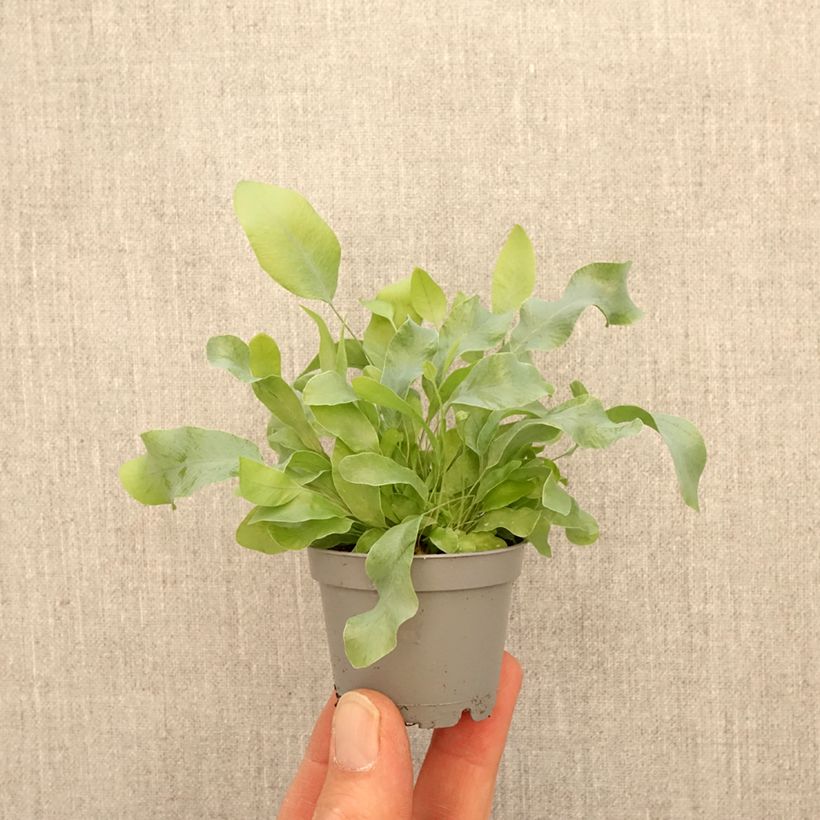 Amostra de Phlebodium aureum Blue Star - Feto-azul Miniplanta tal como entregue na primavera