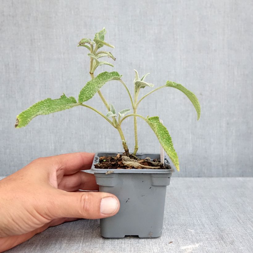 Amostra de Phlomis bourgaei Vaso de 8/9 cm tal como entregue no outono