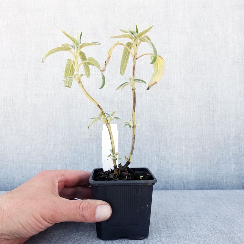 Amostra de Phlomis bourgaei Vaso de 8/9 cm tal como entregue na primavera