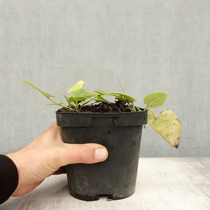 Amostra de Phlomis russeliana Vaso de 2 L/3 L tal como entregue no outono