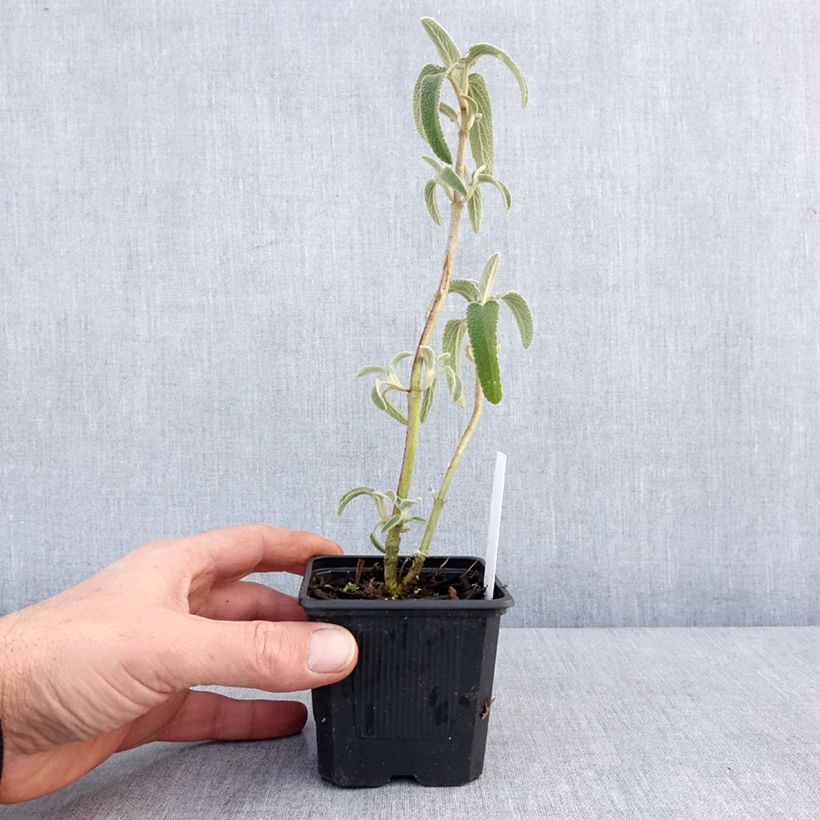 Amostra de Phlomis bourgaei - Sauge de Jérusalem Godet de 8/9 cm tal como entregue no inverno