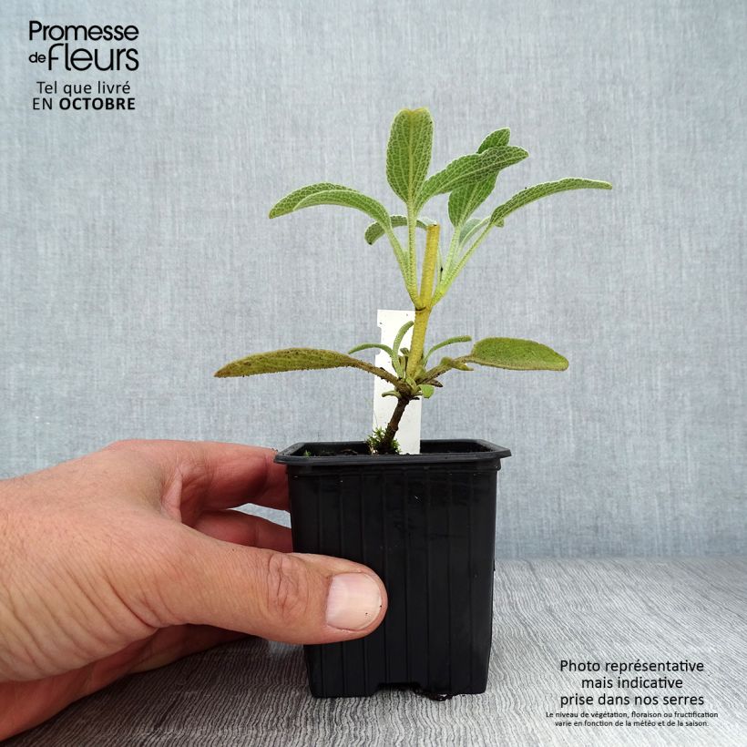 Amostra de Phlomis fruticosa Vaso de 8/9 cm tal como entregue no outono