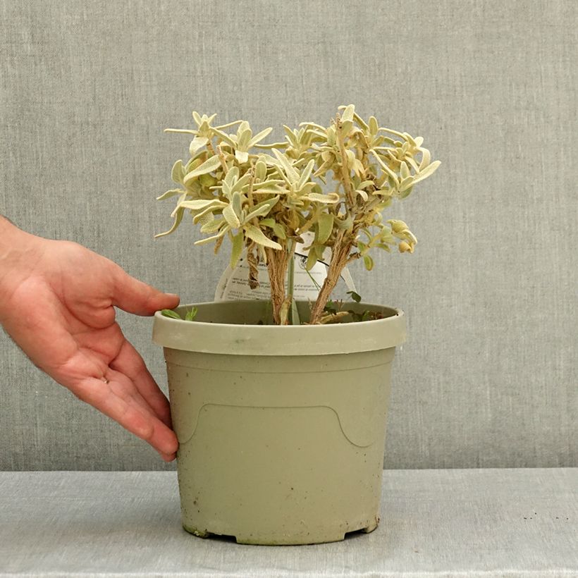 Amostra de Phlomis Hill Phlo - Sálvia-de-Jerusalém Vaso de 3 L/4 L tal como entregue no verão